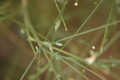 Genista umbellata