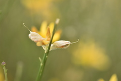 Genista umbellata