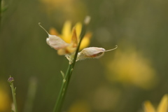 Genista umbellata
