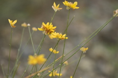 Genista umbellata