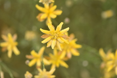 Genista umbellata
