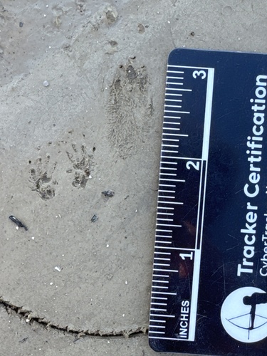Merriam's Kangaroo Rat, San Diego County, US-CA, US, photo 7 of 10