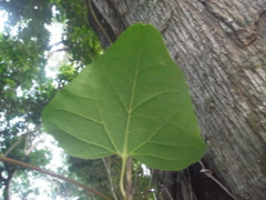 Aristolochia trilobata