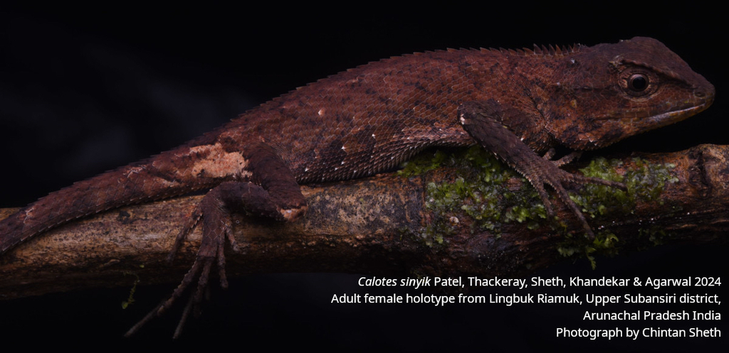 Subansiri Dragon Lizard