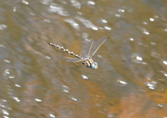 Notoaeschna sagittata