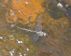 Notoaeschna sagittata