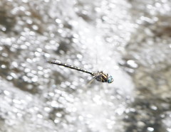 Notoaeschna sagittata