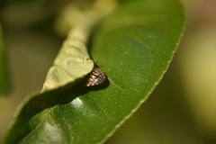 Solenosthedium bilunatum