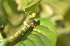 Solenosthedium bilunatum