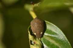 Solenosthedium bilunatum