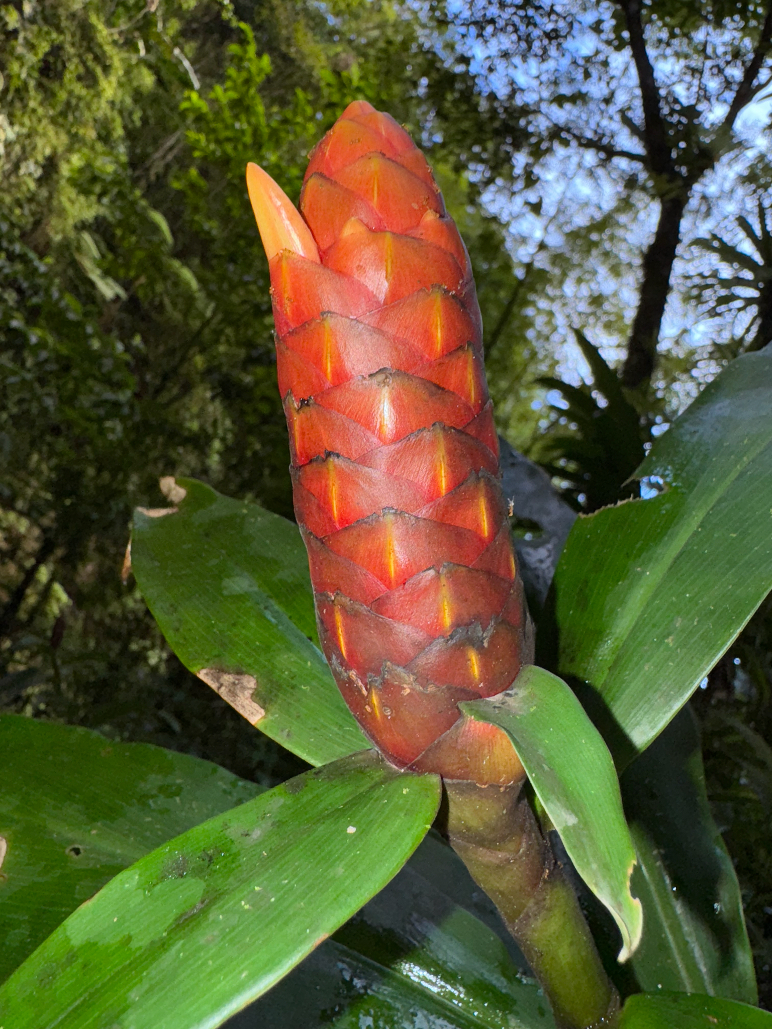 Spiked Spiralflag (Costus spicatus)