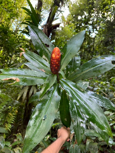 Costus spicatus, photograph 2