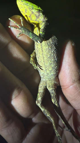 Sinyik dragon lizard, Calotes sinyik