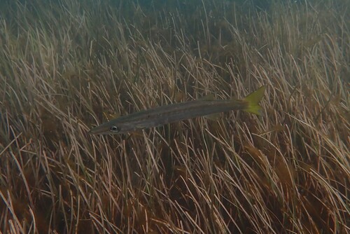 Stompsnuit-barracuda (Sphyraena obtusata) — Sphyraenidae — 4