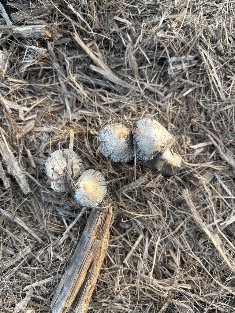 Coprinellus flocculosus · January 2026 · photo: © tidepooltales (iNaturalist, cc-by)