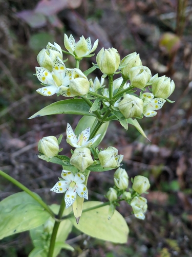 Swertia bimaculata, photograph 1