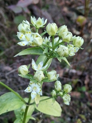 Swertia bimaculata, photograph author not stated, no rights reserved