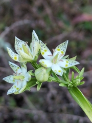 Swertia bimaculata, photograph author not stated, no rights reserved