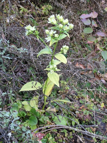 Swertia bimaculata, photograph 3