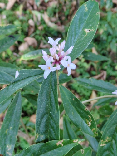 Nepalese Paper Plant (Daphne bholua)