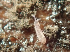 Vertagopus pseudocinereus