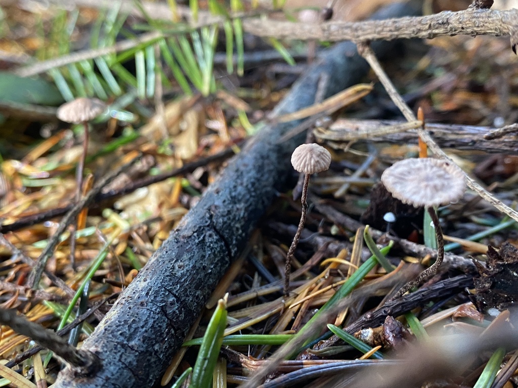 Gymnopus androsaceus · January 2026 · photo: © katharinegk (iNaturalist, cc-by)