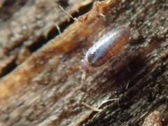 Lepidocyrtus cyaneus