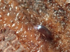 Lepidocyrtus cyaneus