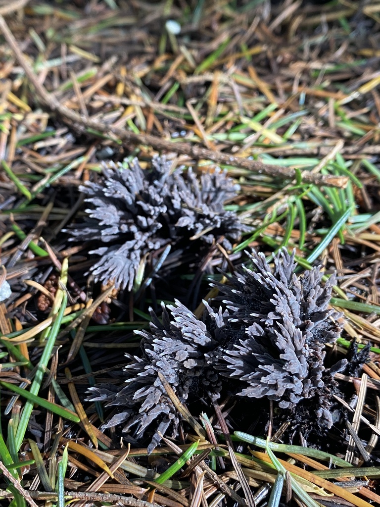 Thelephora palmata · January 2026 · photo: © katharinegk (iNaturalist, cc-by)