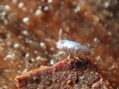 Lepidocyrtus cyaneus