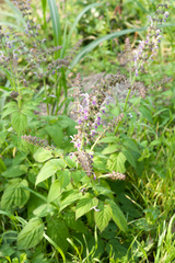 Salvia bowleyana