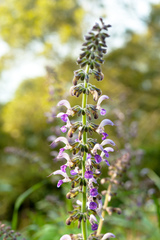 Salvia bowleyana