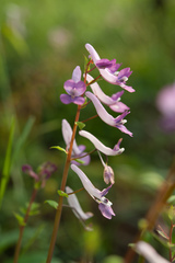 Corydalis decumbens