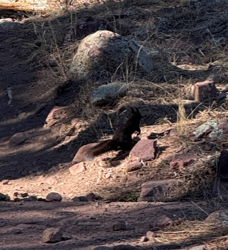 Abert's Squirrel observed by christian_nunes