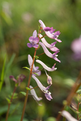 Corydalis decumbens