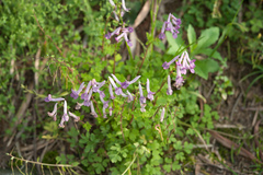 Corydalis decumbens