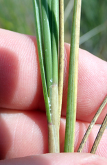 Puccinellia chathamica