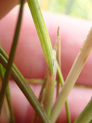Puccinellia chathamica