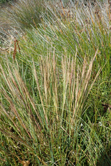 Puccinellia chathamica