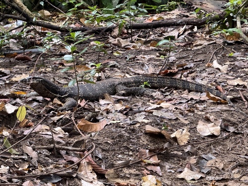 Palawan Monitor