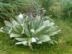 Pleurophyllum hookeri