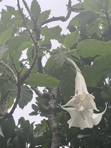 Brugmansia arborea, 2026-01-06