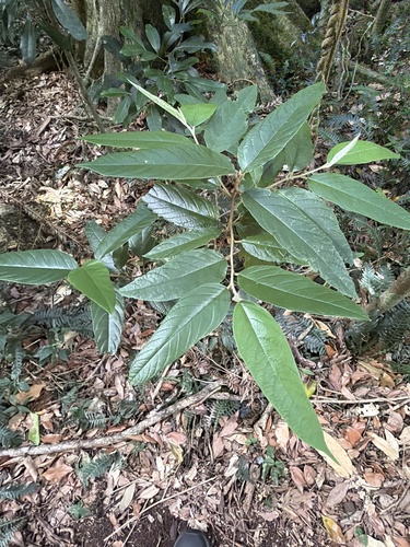 Alphitonia excelsa (Alphitonia excelsa)