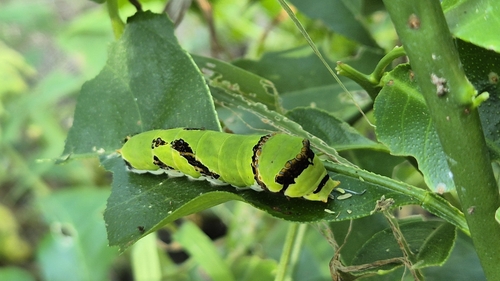 Citrus Swallowtail