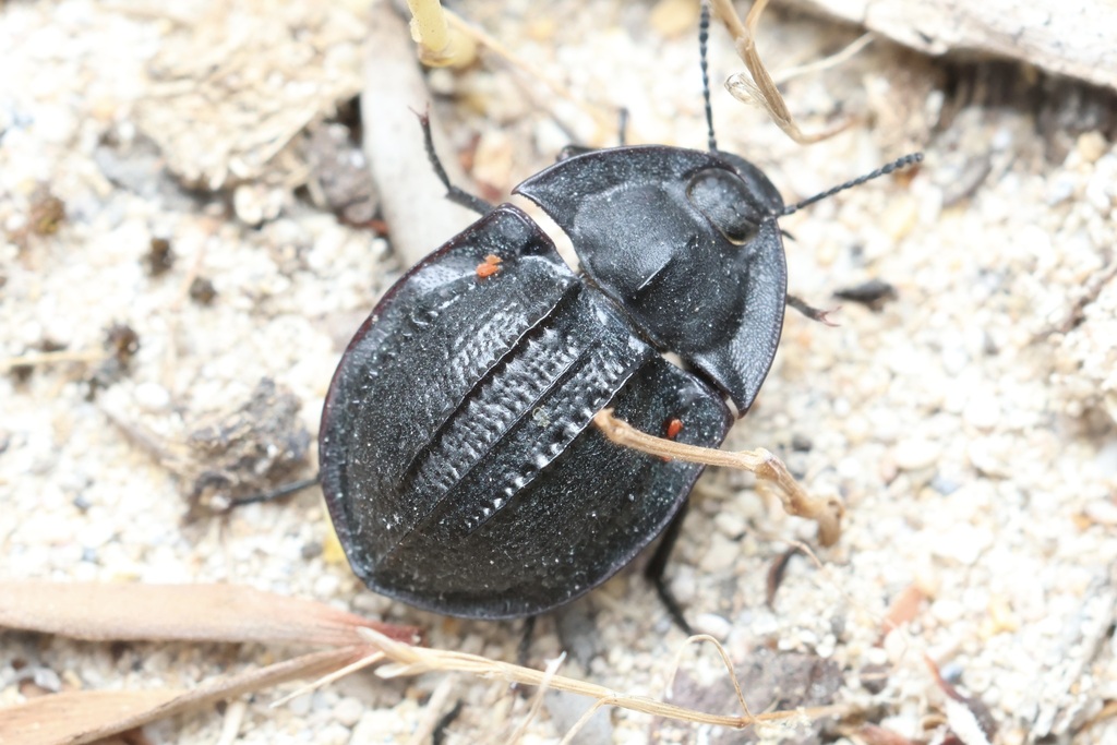 Helea perronii