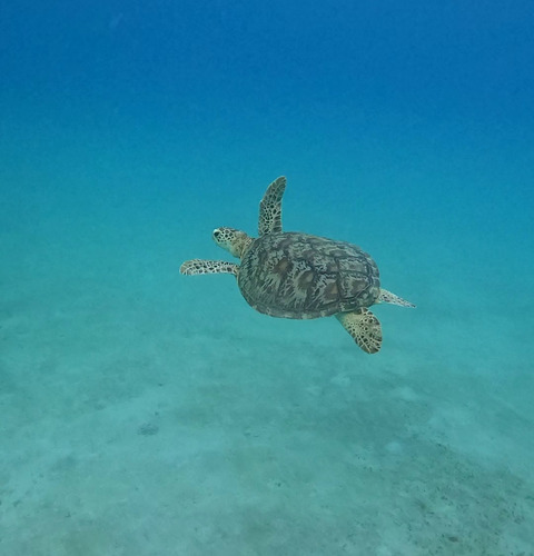Green turtle