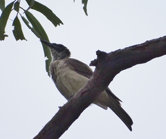 Philemon argenticeps