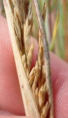 Puccinellia chathamica