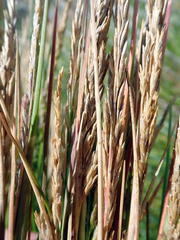 Puccinellia chathamica
