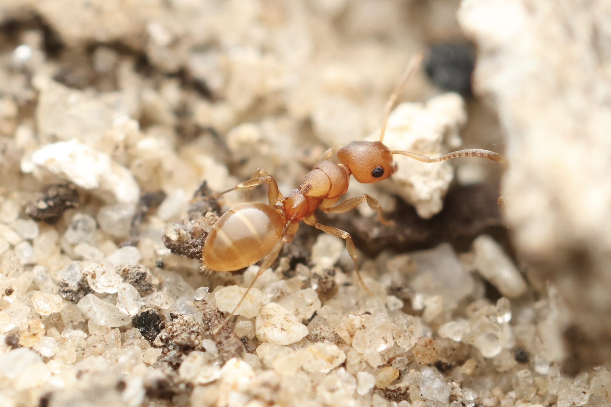 Stigmacros punctatissima